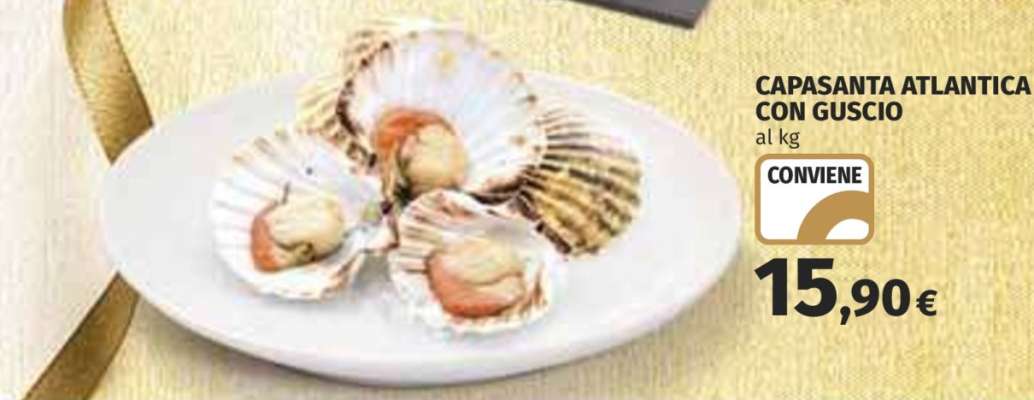 CAPASANTA ATLANTICA CON GUSCIO