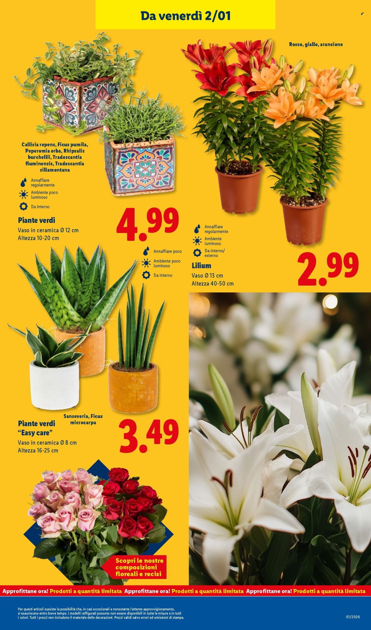 Volantino Lidl - 29/12/2025 - 4/1/2026. Pagina 37