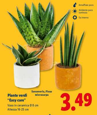Piante verdi 'Easy care'