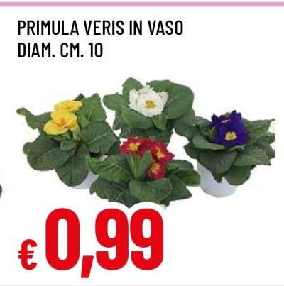 PRIMULA VERIS IN VASO