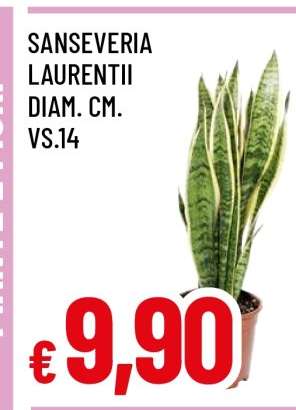 SANSEVERIA LAURENTII
