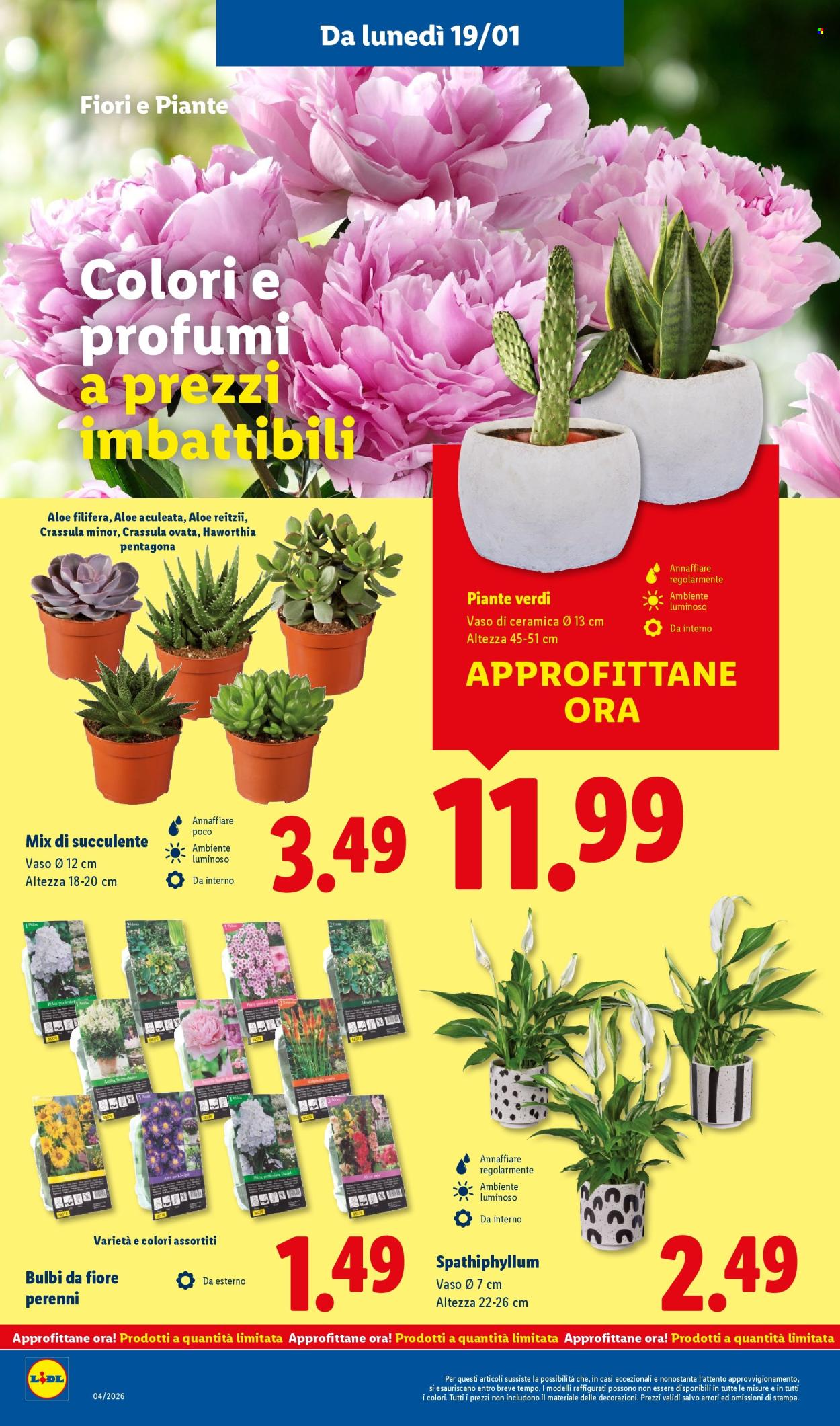 Volantino Lidl - 19/1/2026 - 25/1/2026. Pagina 38