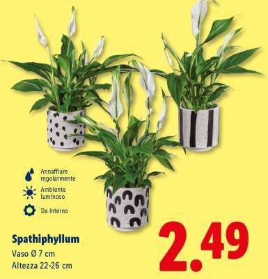 SPATHIPHYLLUM