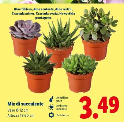 Mix di succulente