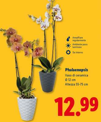 Phalaenopsis