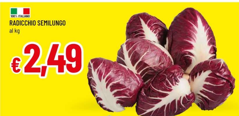 Radicchio Semilungo