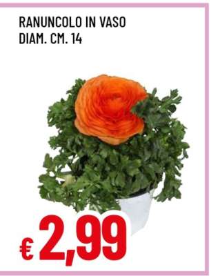 Ranuncolo in vaso