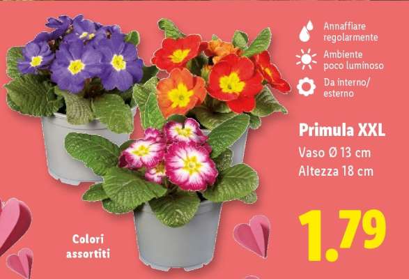 Primula XXL