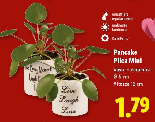 Pancake Pilea Mini