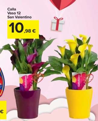 Calla Vaso 12 San Valentino