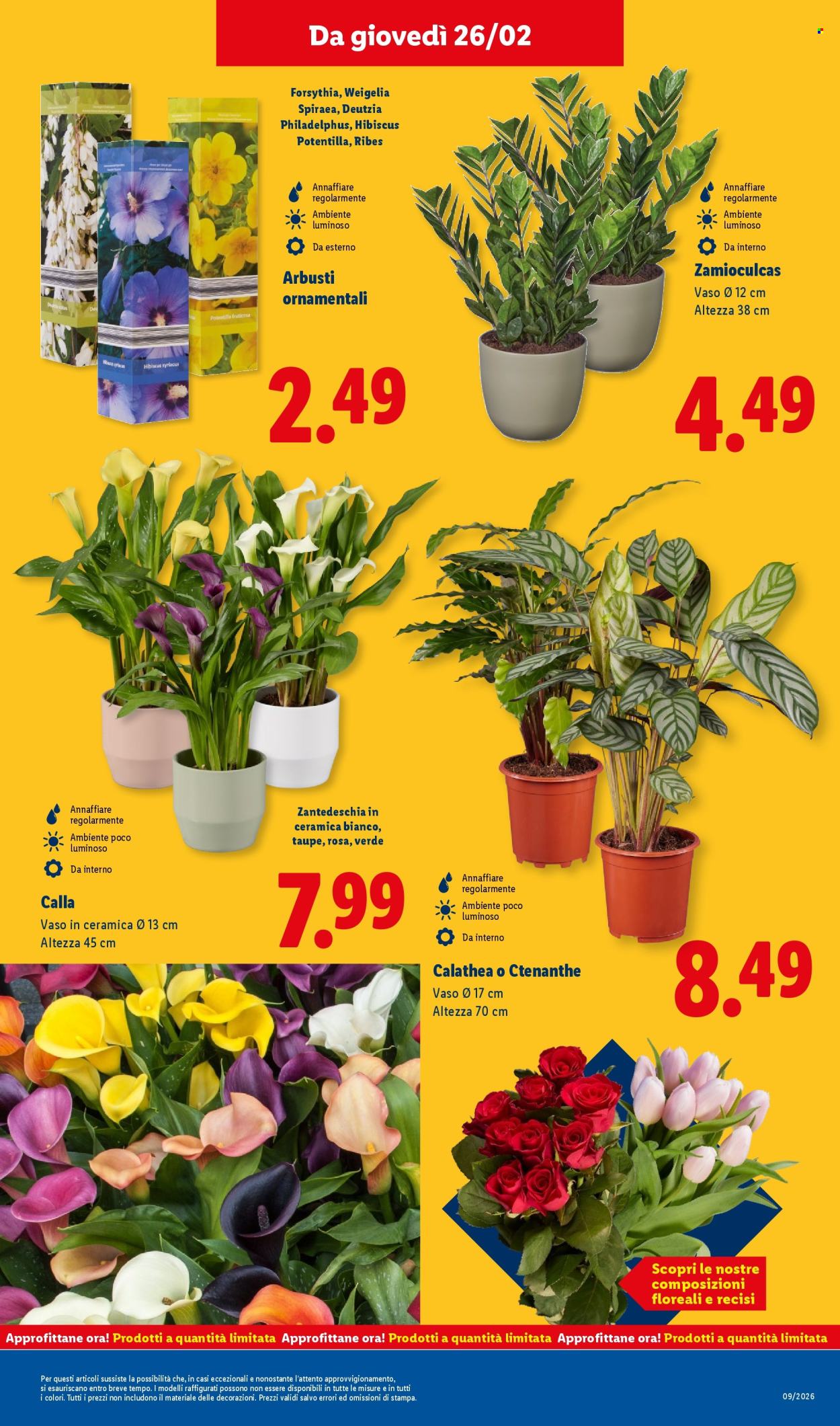 Volantino Lidl - 23/2/2026 - 1/3/2026. Pagina 37