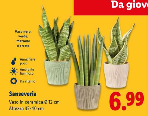 Sanseveria