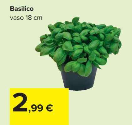 Basilico
