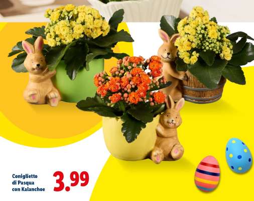 Coniglietto di Pasqua con Kalanchoe