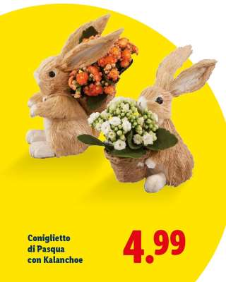 Coniglietto di Pasqua con Kalanchoe