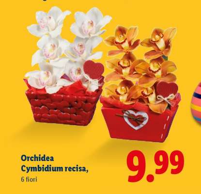 Orchidea Cymbidium recisa