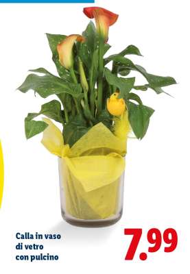 Calla in vaso di vetro con pulcino