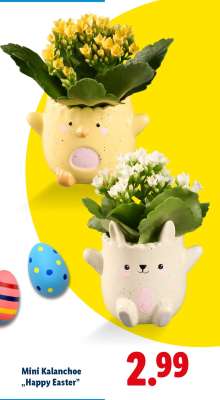 Mini Kalanchoe 'Happy Easter'