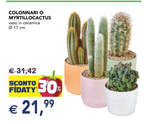 COLONNARI O MYRTILLOCACTUS