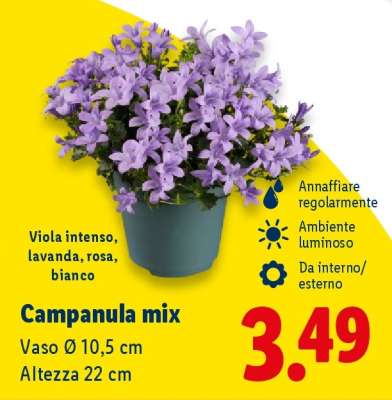 Campanula mix