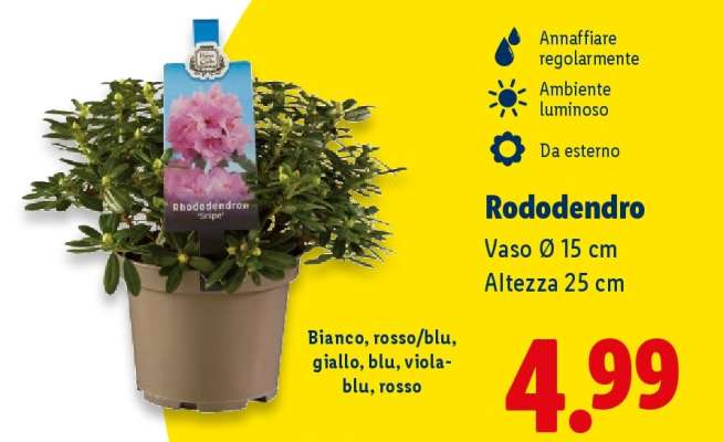 Rododendro