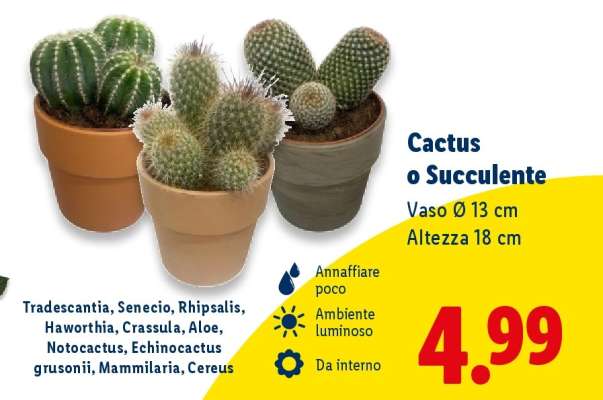 Cactus o succulente