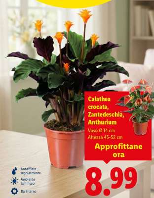 Calathea crocata, Zantedeschia, Anthurium