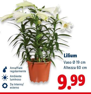 Lilium