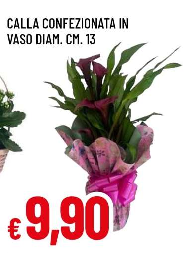 Calla confezionata in vaso