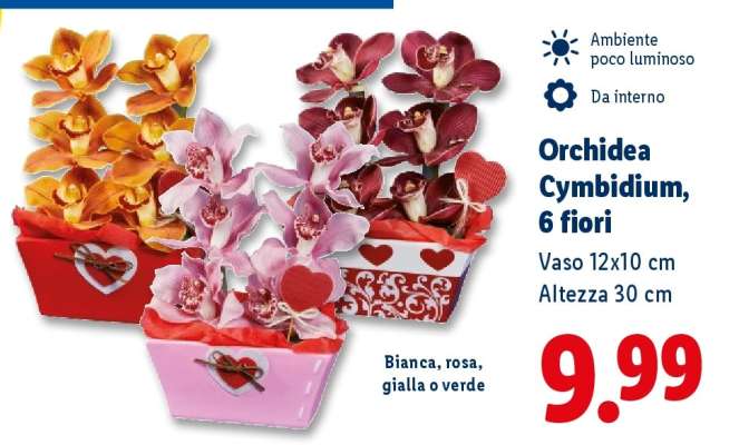 Orchidea Cymbidium, 6 fiori