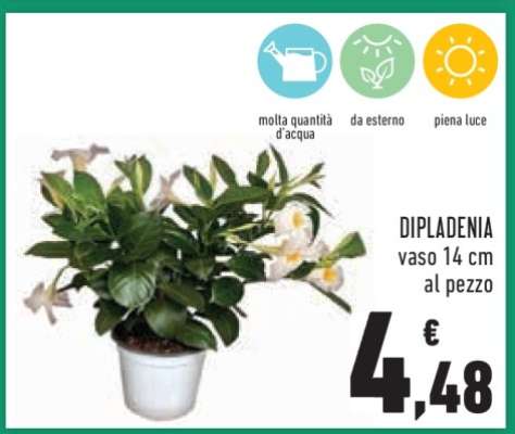 DIPLADENIA