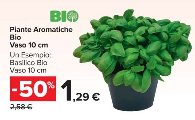 Piante Aromatiche Bio Vaso 10 cm