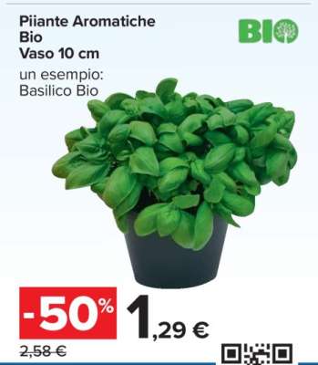 Piante Aromatiche Bio