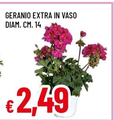 GERANIO EXTRA IN VASO