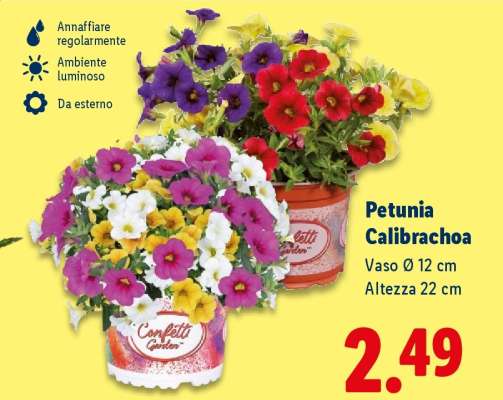 Petunia Calibrachoa