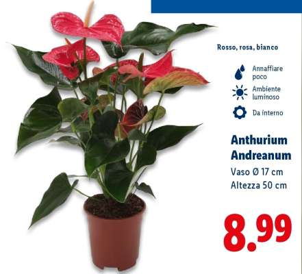 Anthurium Andreanum
