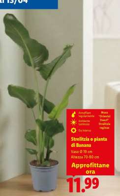 Strelitzia o pianta di Banana