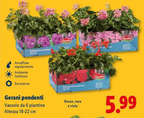 Gerani pendenti