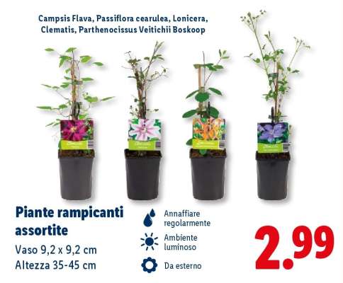 Piante rampicanti assortite