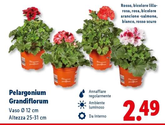 Pelargonium Grandiflorum