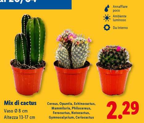 Mix di Cactus