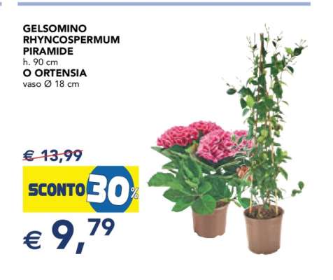 GELSOMINO RHYNCOSPERMUM PIRAMIDE o ORTENSIA