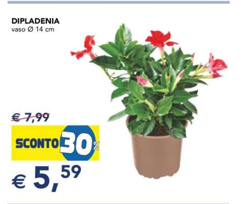 DIPLADENIA