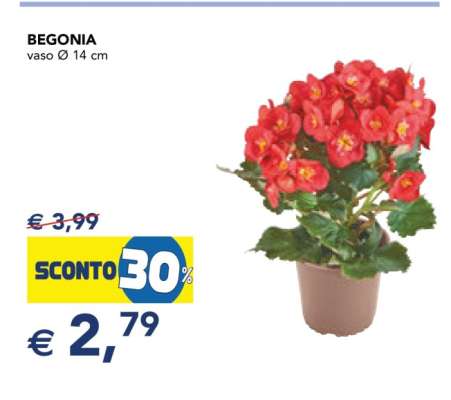 BEGONIA
