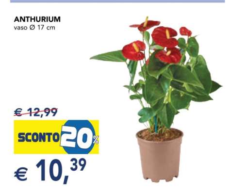 ANTHURIUM