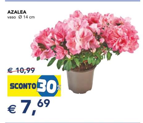 Azalea