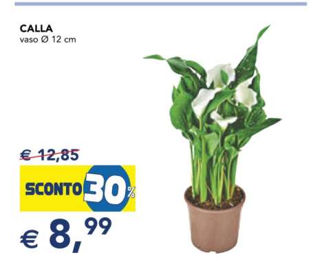 Calla