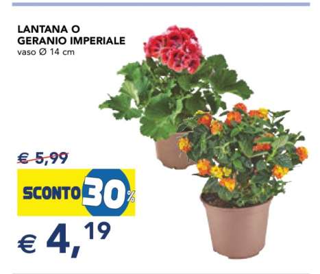 LANTANA O GERANIO IMPERIALE