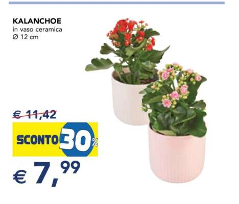 Kalanchoe