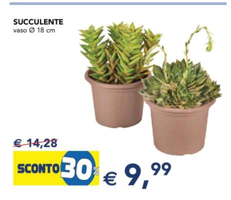 Succulente